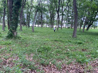 R7国分寺跡除草2